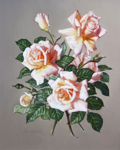 James Noble: Fleur Cowles Roses