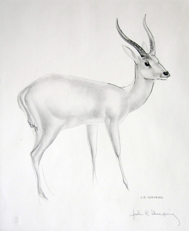 John Skeaping: Leechwee Antelope