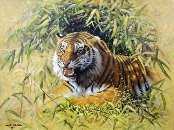 Mark Whittaker: Snarling Tiger