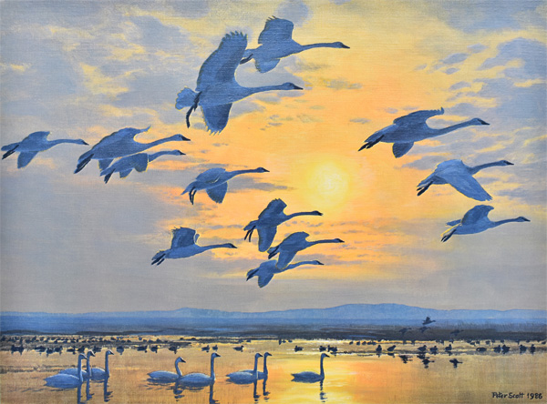 Peter Scott: About a Dozen More Arrived in the Afternoon - Tundra Swan
