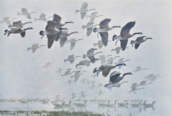 Peter Scott: Canada Geese Arriving Out of a Mist