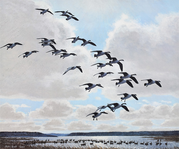 Peter Scott: Canada Geese Coming to the Marsh