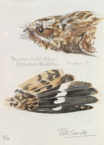 Peter Scott: Donaldson-Smith's Nightjar
