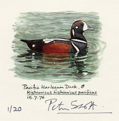Peter Scott: Pacific Harlequin Duck