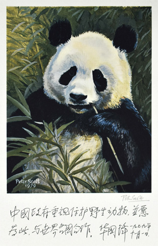Peter Scott: Panda Diplomacy