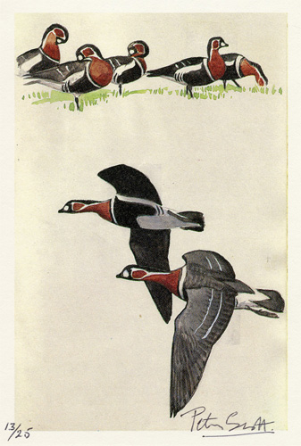 Peter Scott: Red-breasted Geese