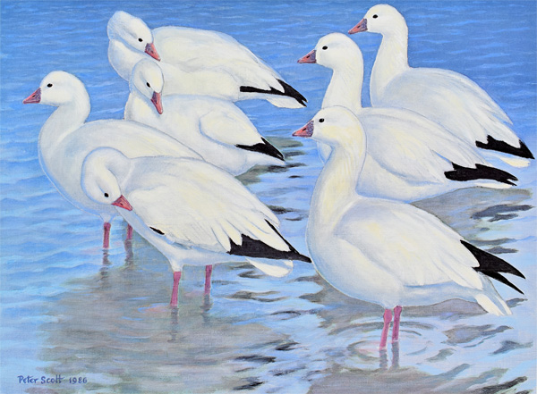 Peter Scott: Seven Landed in the Shallow Water and Started at Once to Preen - Ross' Goose