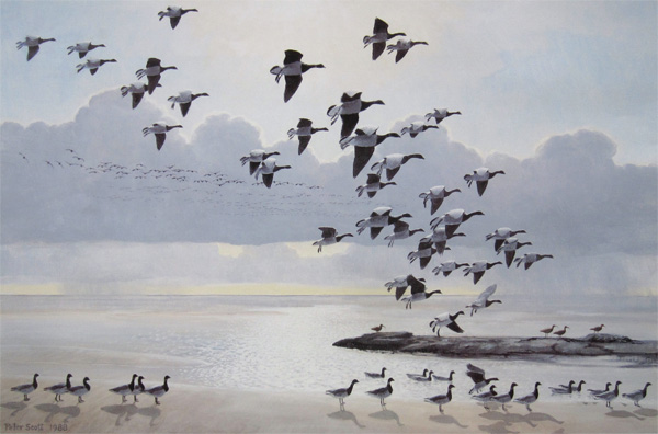 Peter Scott: When the Tide Turned the Brent Geese Came in Against a Background of Showers