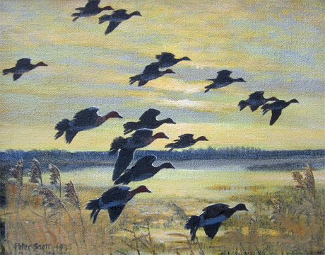 Wigeon in Flight at Sunset by Peter Scott